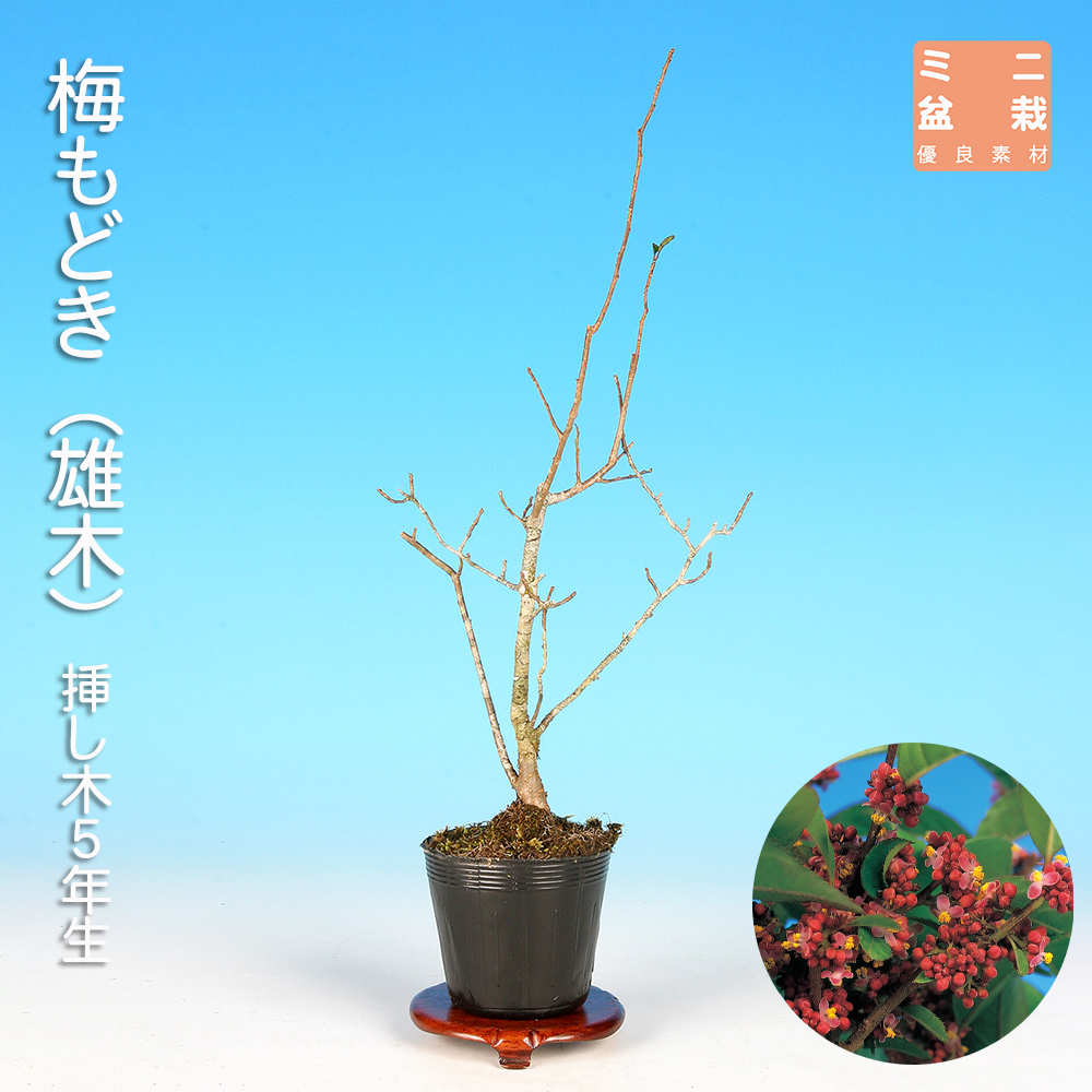梅もどき（雄木） | 盆栽、盆栽書籍、盆栽鉢の通販│近代出版