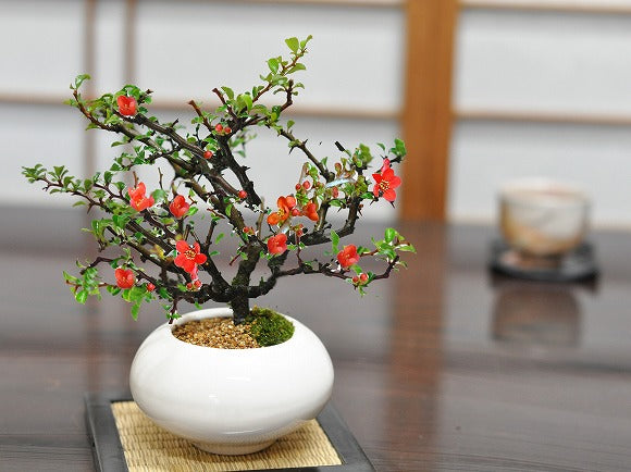 枝ぶりの良い長寿梅 赤花 万古焼 白和鉢の盆栽の販売｜盆栽妙 – 盆栽妙