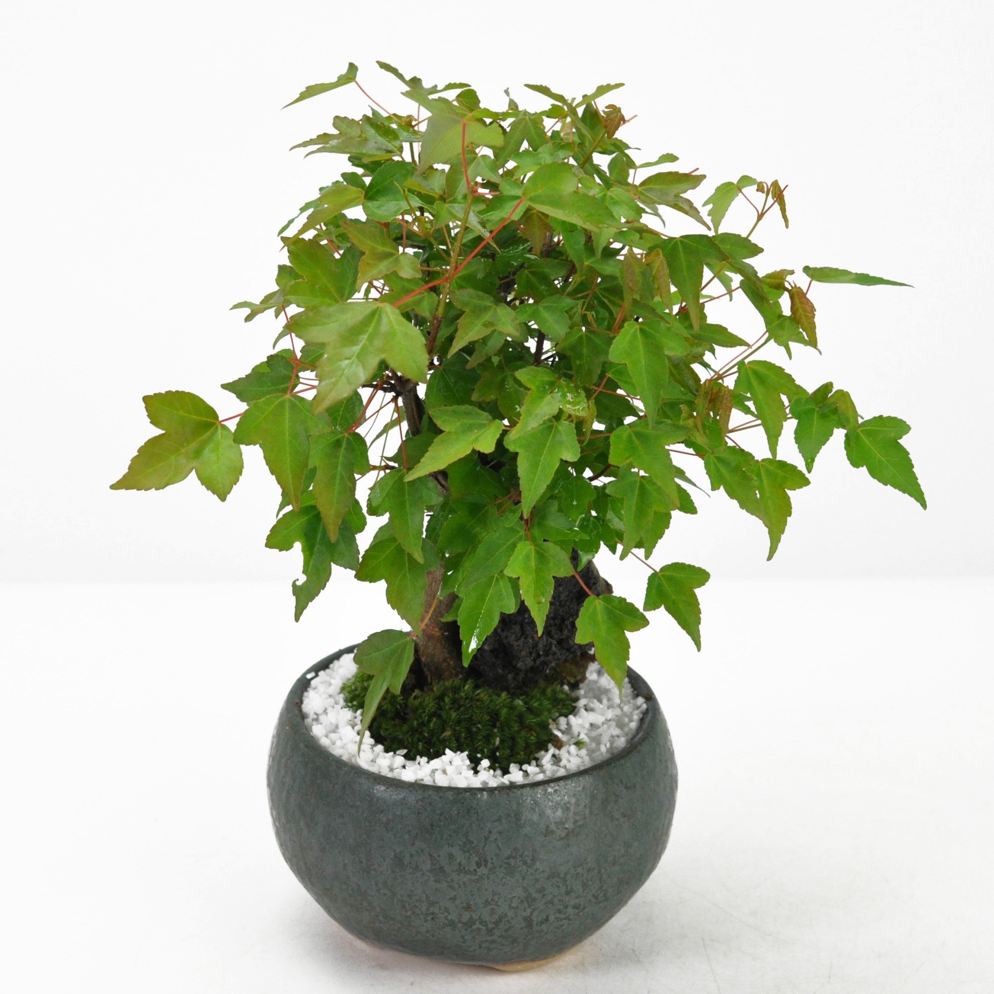 石付き楓の盆栽の販売｜盆栽妙 – 盆栽妙 本店