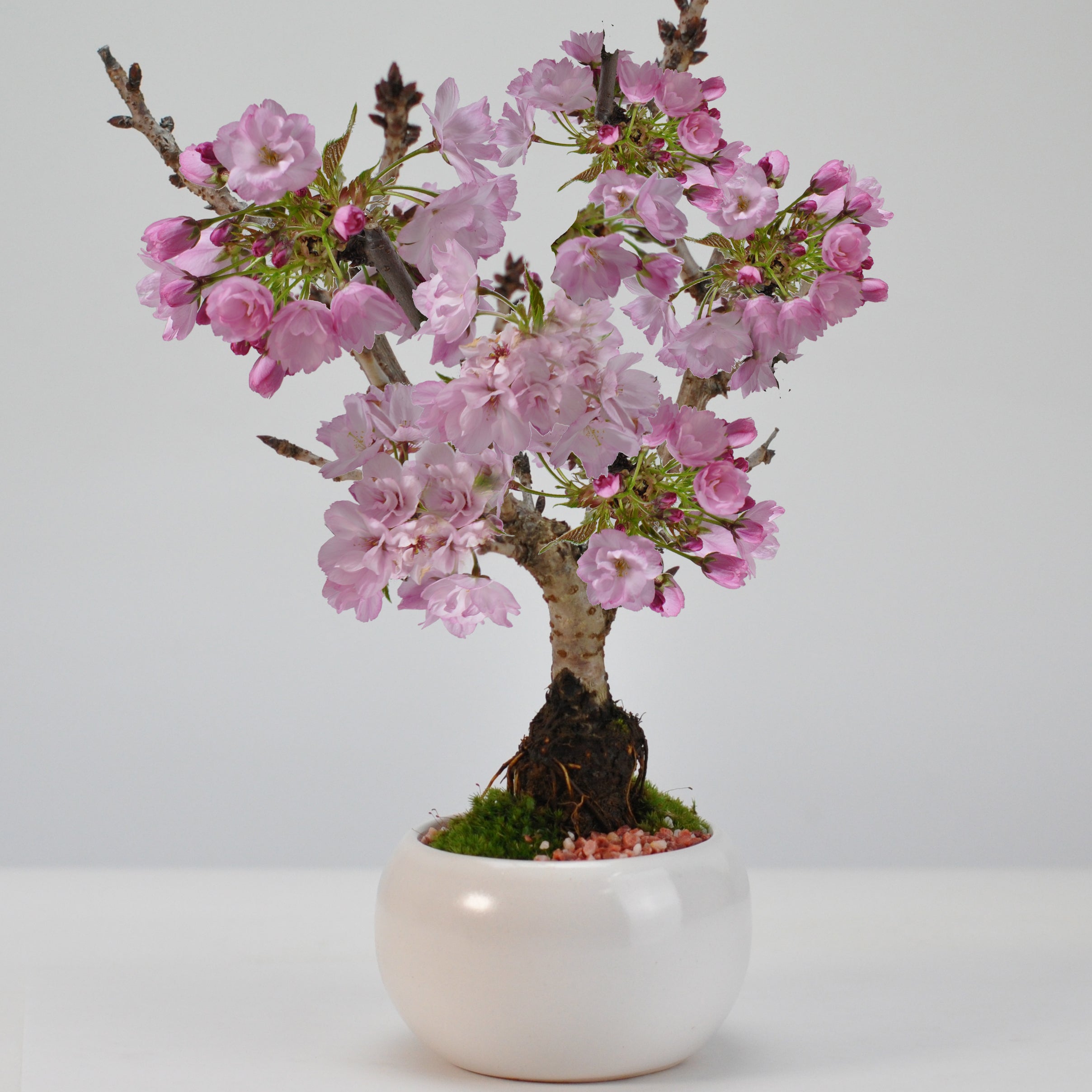 十月桜を販売｜入門は盆栽妙 – 盆栽妙 本店
