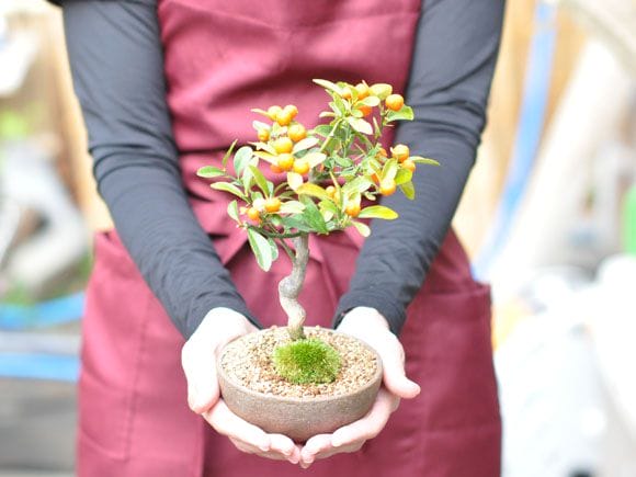 キンズ 太幹 の盆栽を販売｜父の日プレゼントの盆栽妙 – 盆栽妙 本店