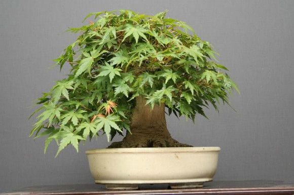 山もみじ貴風盆栽 樹齢40年の一点物盆栽を販売｜盆栽妙 – 盆栽妙 本店