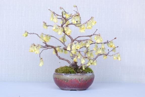 一点物 匠の盆栽】 土佐水木 No.144｜盆栽妙 – 盆栽妙 本店