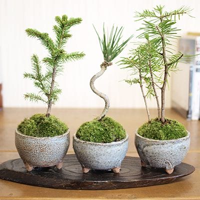 松盆栽 松柏類のミニ盆栽販売｜盆栽妙 – 盆栽妙 本店