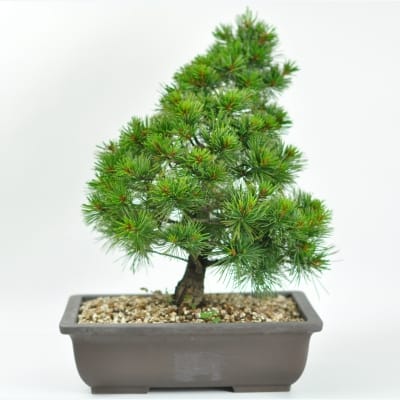赤石五葉松 根上がりの盆栽を販売｜盆栽妙 – 盆栽妙 本店
