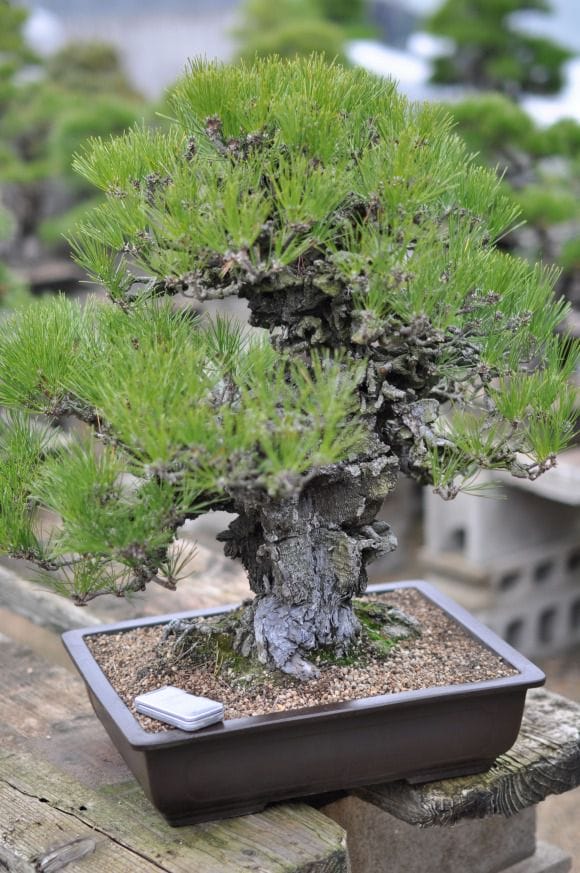 錦松 1点もの No.25の盆栽を販売｜入門は盆栽妙 – 盆栽妙 本店
