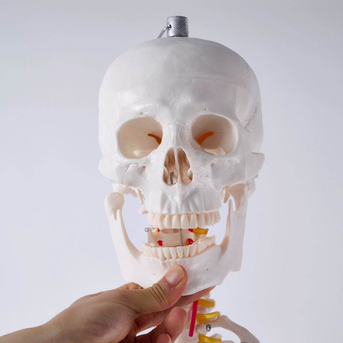 全身骨格模型 等身大（キャスター付き）の卸・通販 | ビューティガレージ