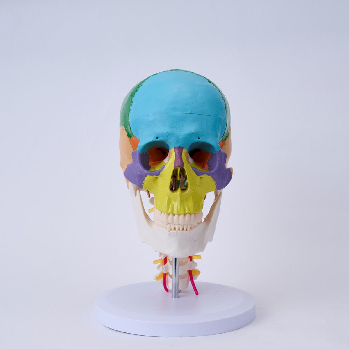 頭蓋骨モデル・頚椎・スタンド付き（3分解モデル）の卸・通販