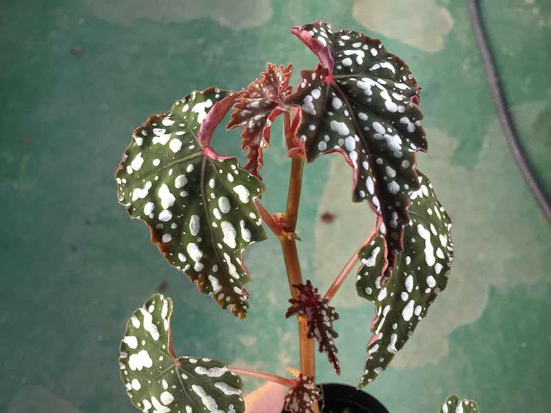 Izumonokiraboshi イズモノキラボシ – Begonia Club