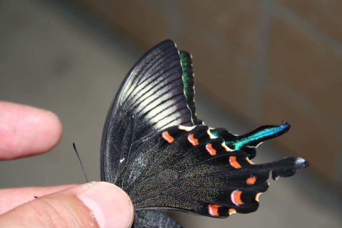 虫屋が狙うチョウ「オオイチモンジ」とは？ 本州では採集禁止だが