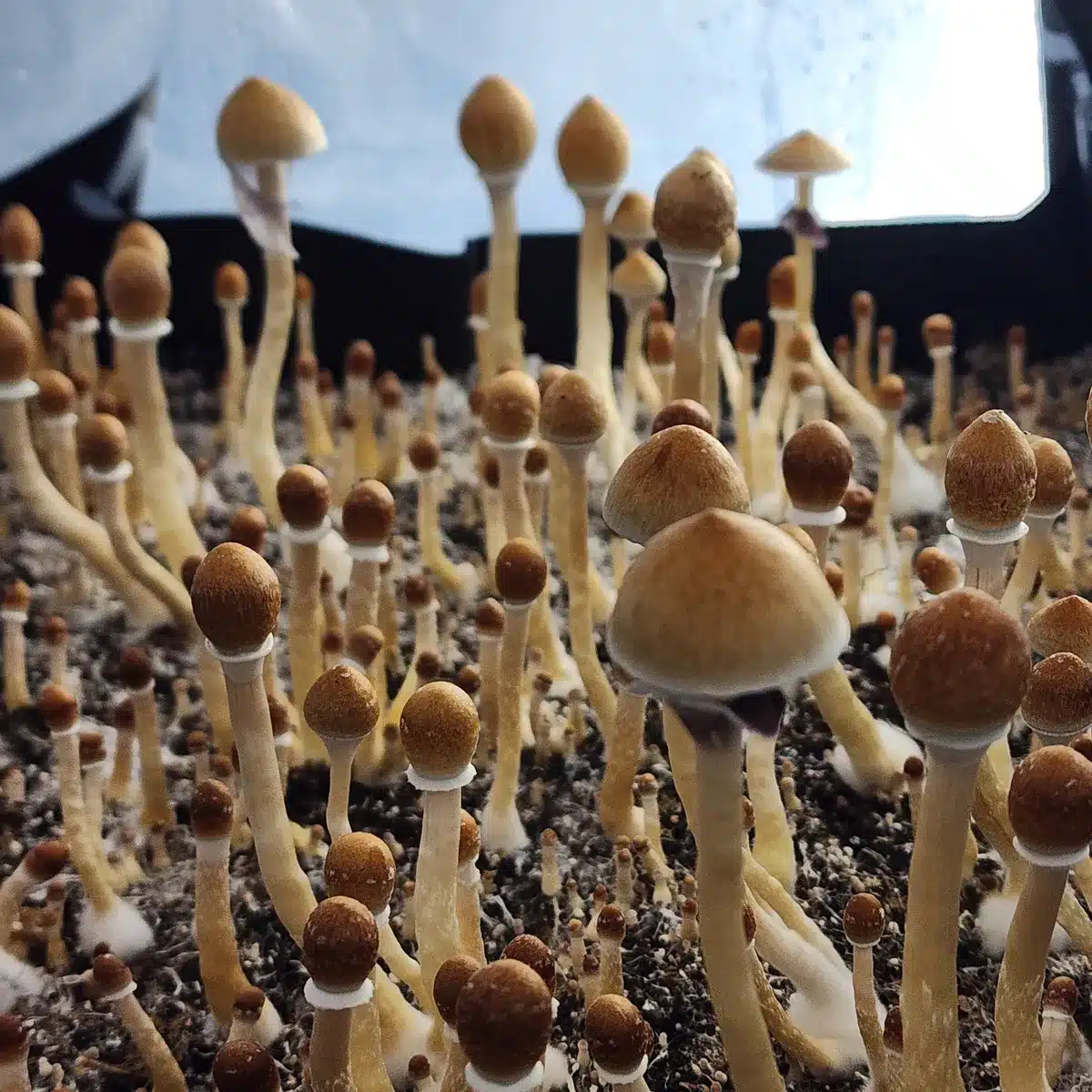 Xalapa Wild Landrace Spore Print | Basidium Equilibrium