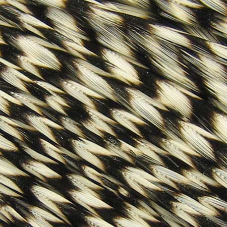 Whiting Farms Whiting Cock Neck Hackle | ホワイティング・ファーム