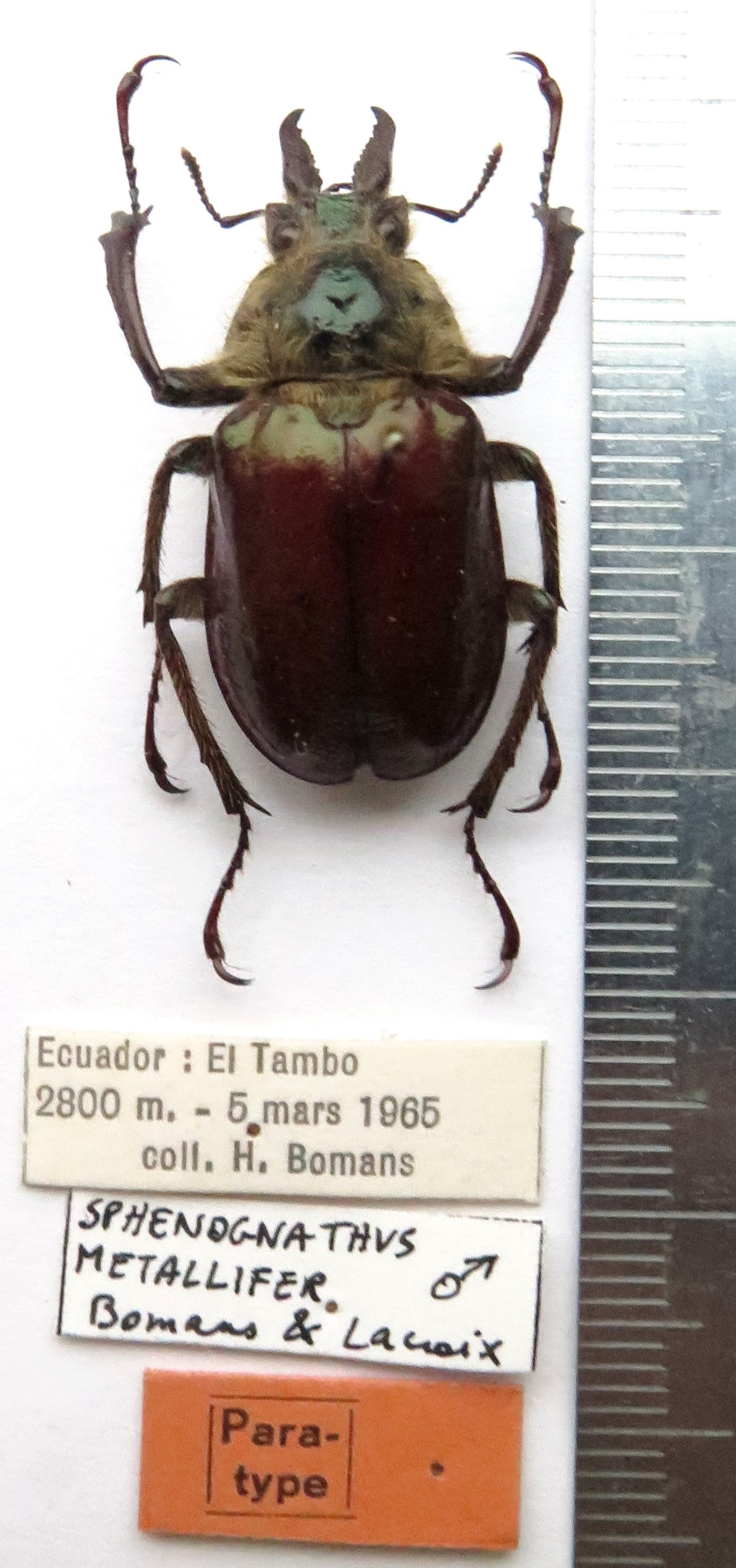 Image - Sphaenognathus metallifer | BioLib.cz