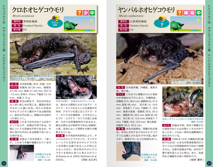 コウモリ識別ハンドブック