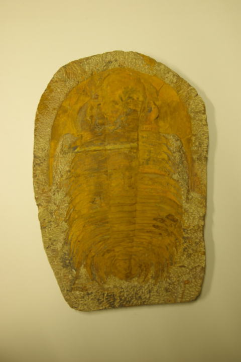 三重県総合博物館 三葉虫（アカドパラドキシデス・ブリアレウス）