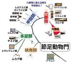 節足動物の進化を考える 〜特に多足類と鰓脚類の系統解析から分かった