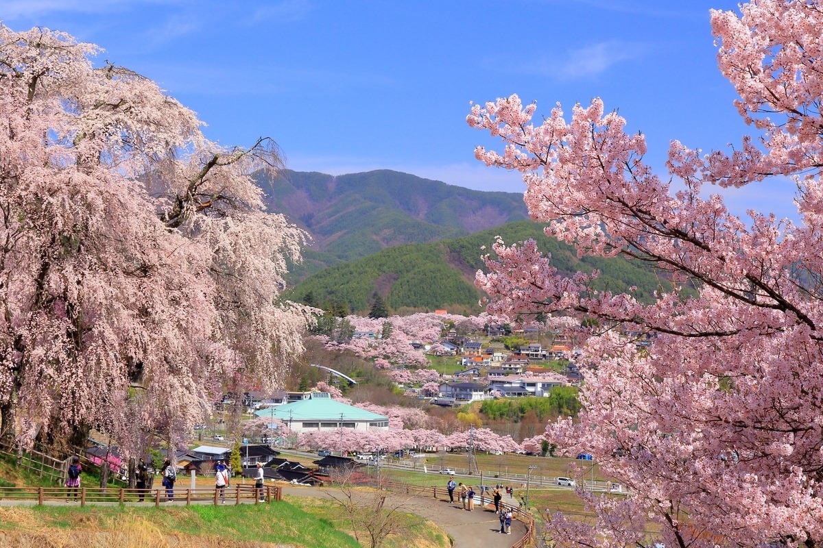 今年で開園150年。〈高遠城址公園〉のお花見情報2025 | Go! NAGANO
