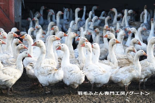 水鳥から採取される羽毛の種類はアイダーダック、マザーグース