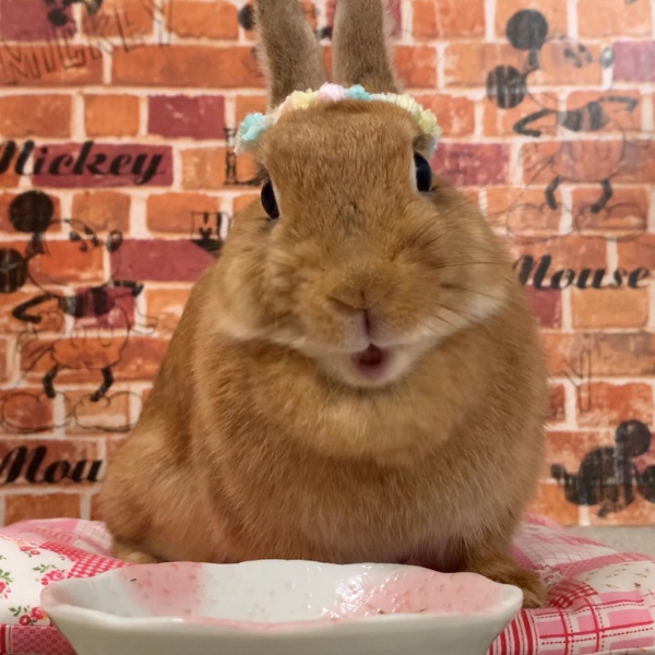 我が家のアイドル ♡ もこちゃん♡（うさぎ：ネザーランドドワーフ