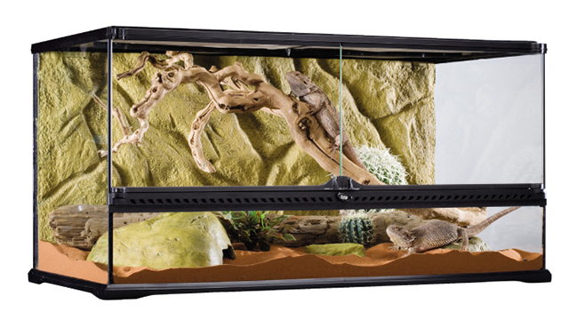 フトアゴヒゲトカゲの飼い方