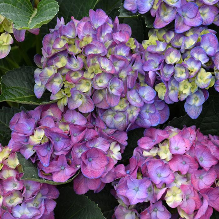Hydrangea, Bigleaf 'Seaside Serenade® Newport' | Gertens Garden Center