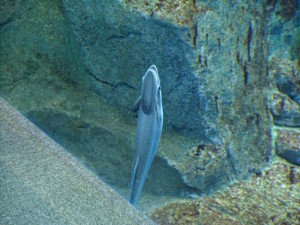 何か、いる・・・。 – 男鹿水族館GAO