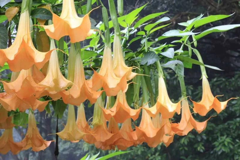 Brugmansia (Angel's Trumpet)