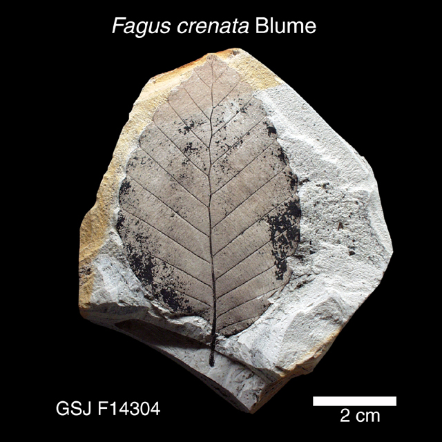 植物化石標本 / ブナ | 地質標本鑑賞会