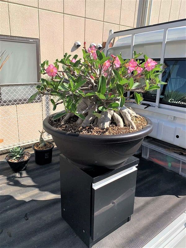 極太幹 タコ脚アデニウム - アジアアロワナ・アクリル水槽・淡水エイを