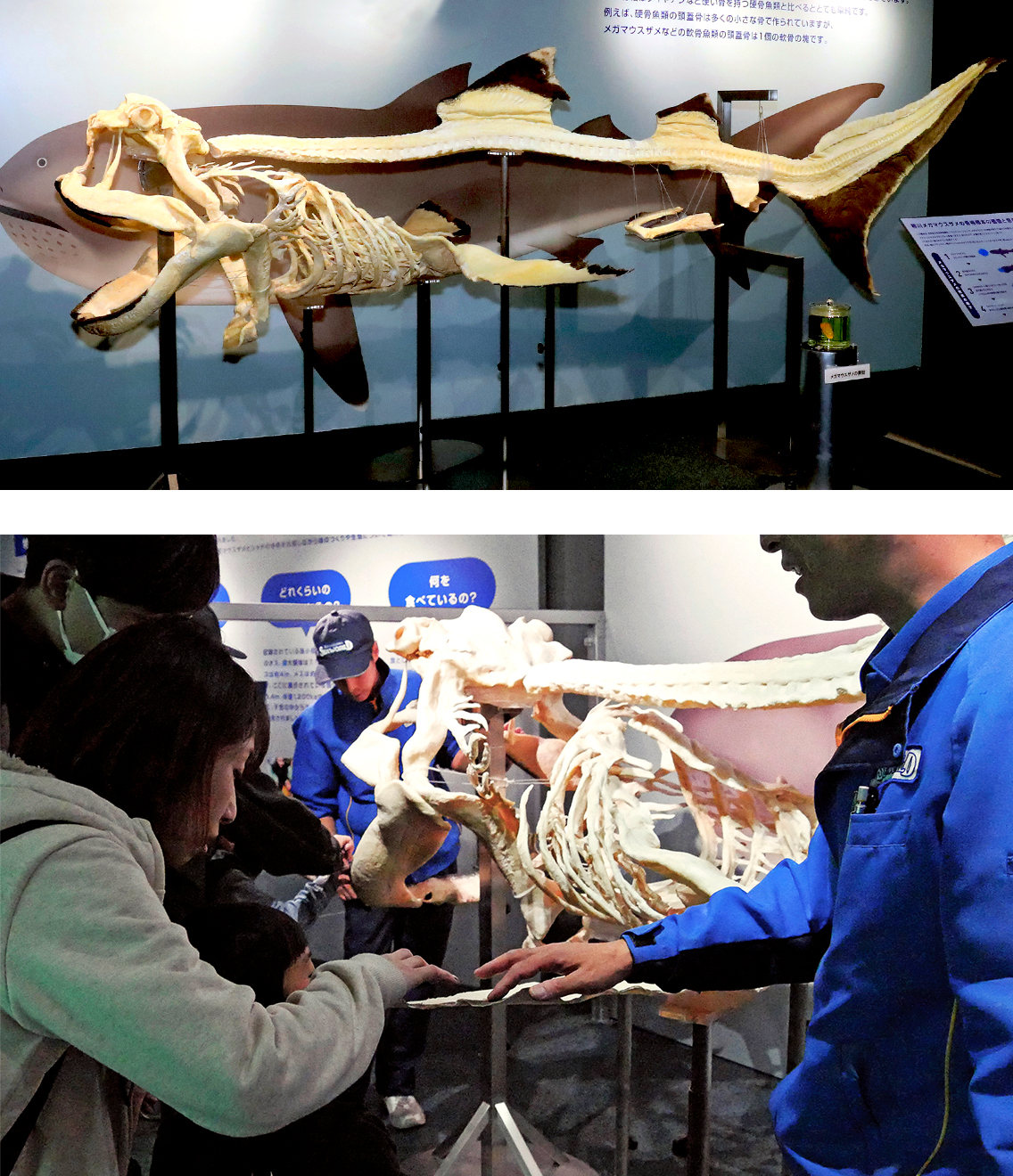幻のサメの“軟骨”を骨格標本に!? 鴨川シーワールドの前代未聞の挑戦