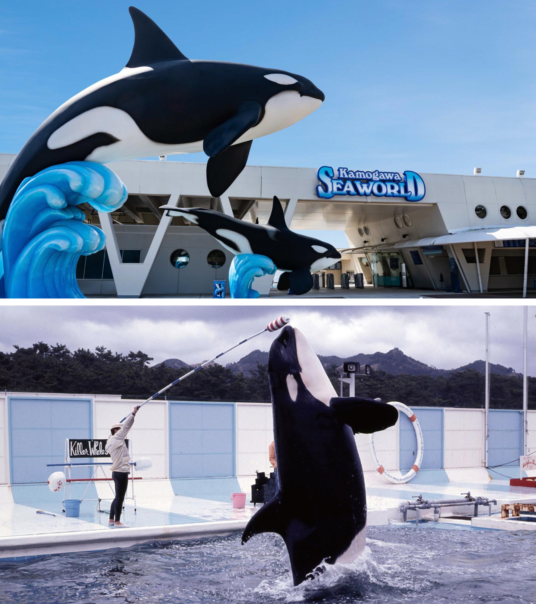 鴨川シーワールド開業55周年イベント「55th Anniversary Year」 | 株式