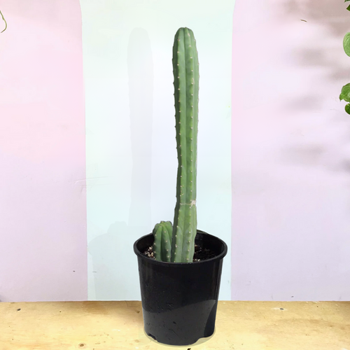 圣佩德罗仙人掌——为您的家居增添现代优雅气息| Green Envy – Green