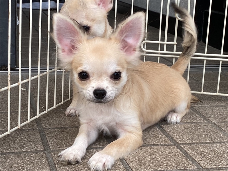 チワワロング（フォーンホワイトのオス）父JKCチャンピオン【募集終了