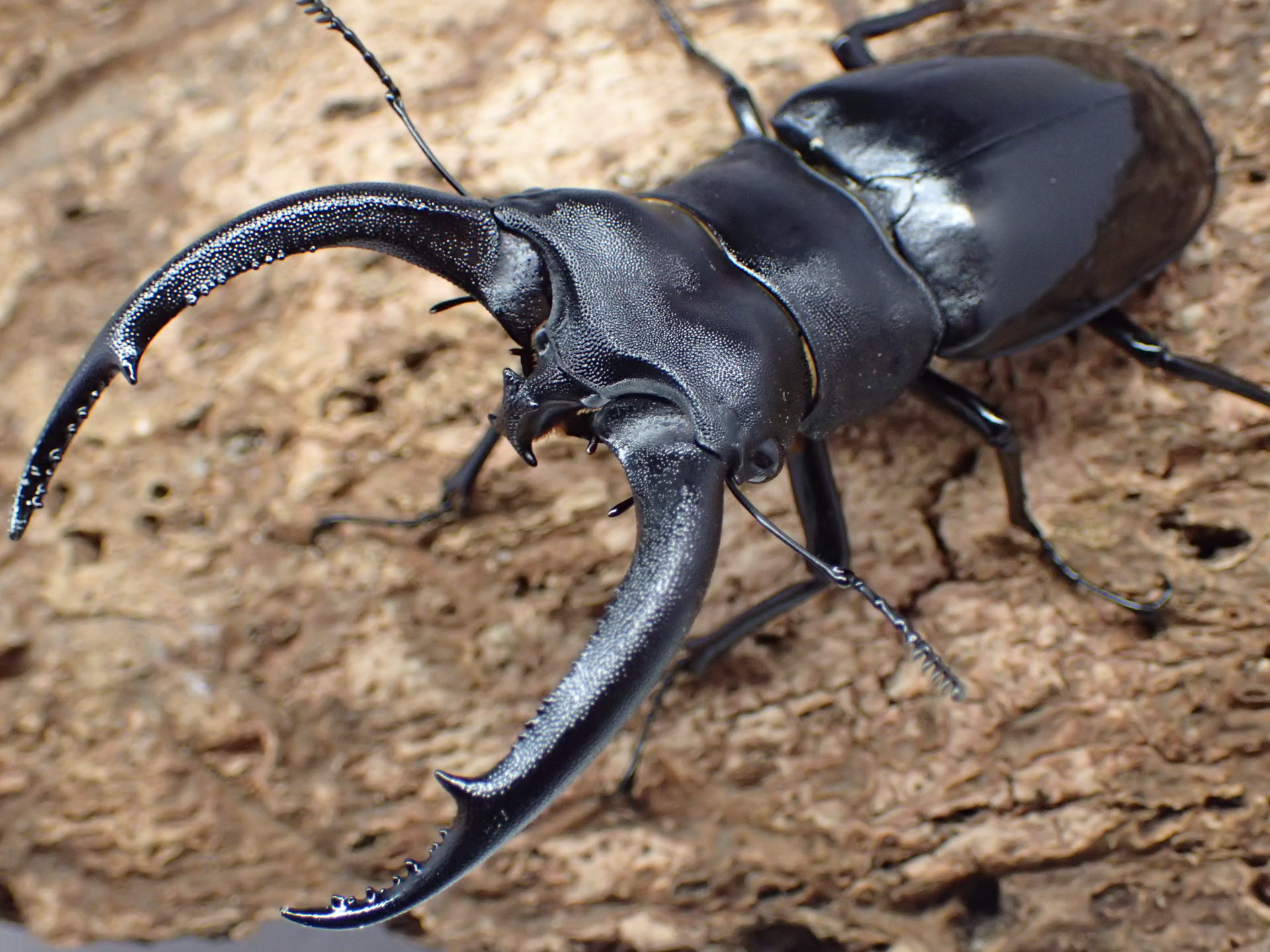 むしやどんぐり / リノケロスフタマタクワガタ