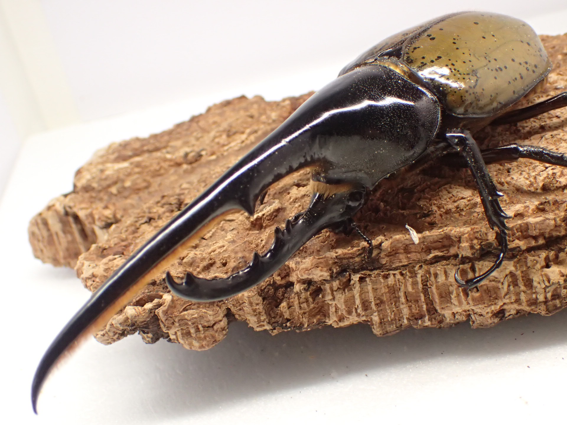 むしやどんぐり / ヘラクレスオオカブト原名亜種(ヘラクレス・ヘラクレス)