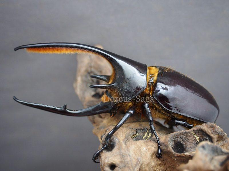 大型ネプチュ−ンオオカブト♂野外標本