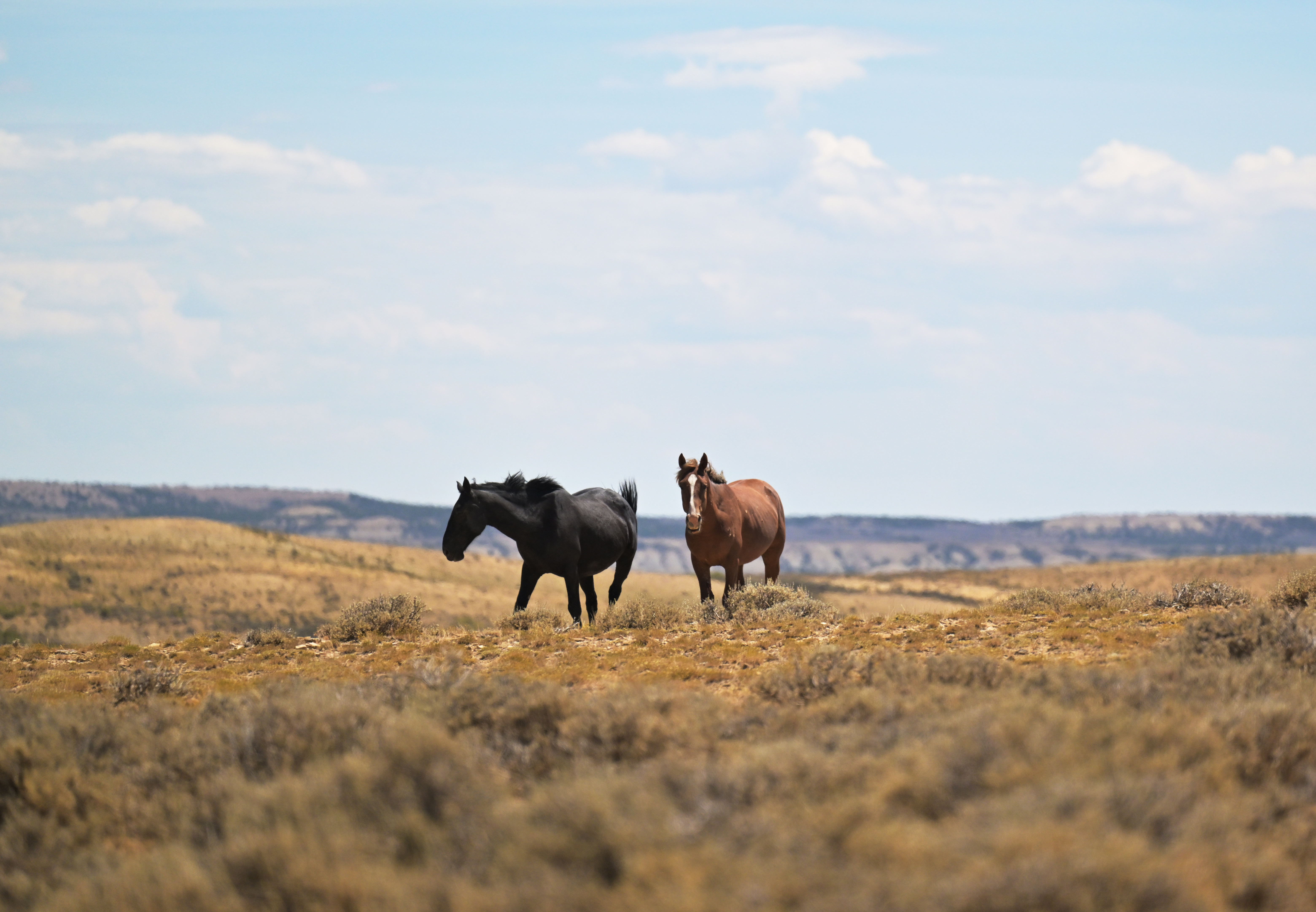 Colorado's wild horse management program expands birth control darting