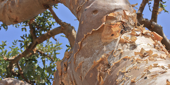 特別価格】ナイトリッチ | デルメッド オンラインストア [公式]