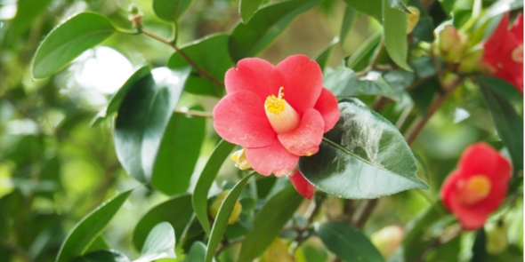 特別価格】ナイトリッチ | デルメッド オンラインストア [公式]