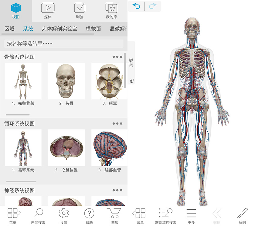 完整三维人体模型2026人体解剖学图谱2026.00.019 中文多语免费版- 大眼仔旭