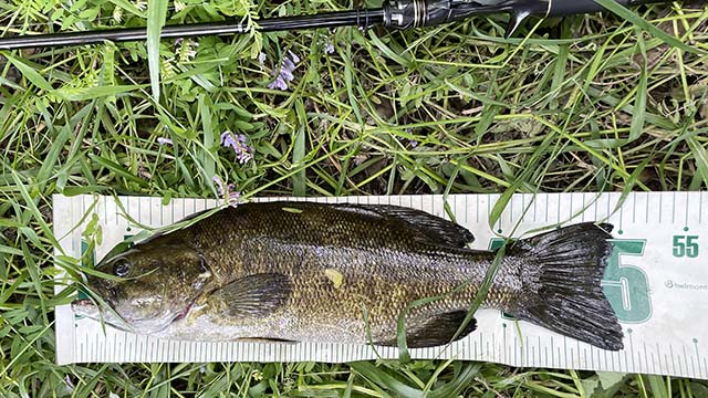 ジャッカル×シマノ ポイズンアルティマ 5ピース 1610M-5 | 実釣