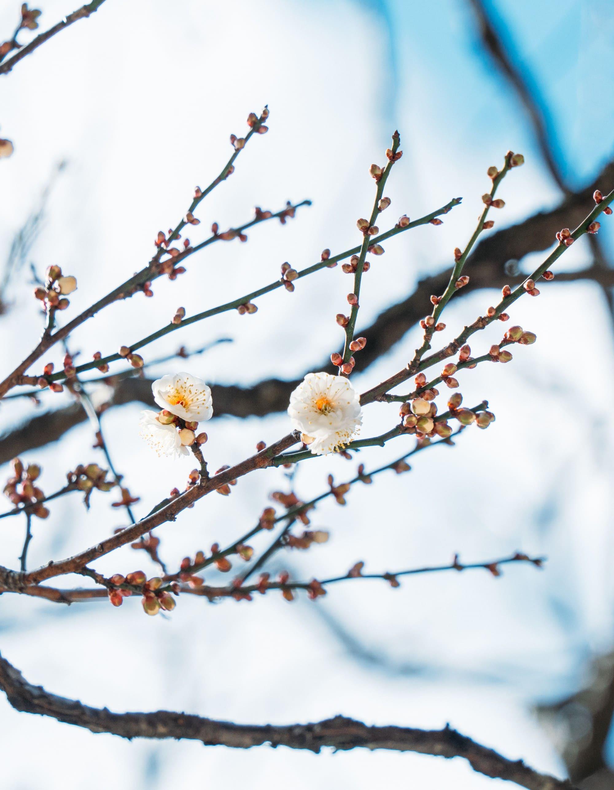 太宰府天満宮｜全国天満宮総本宮