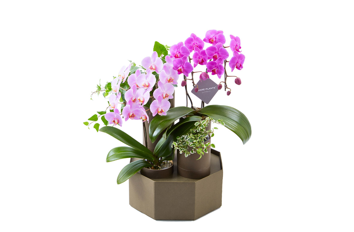 シェアプランツの胡蝶蘭通販 | 花・花束を贈るなら第一園芸オンライン