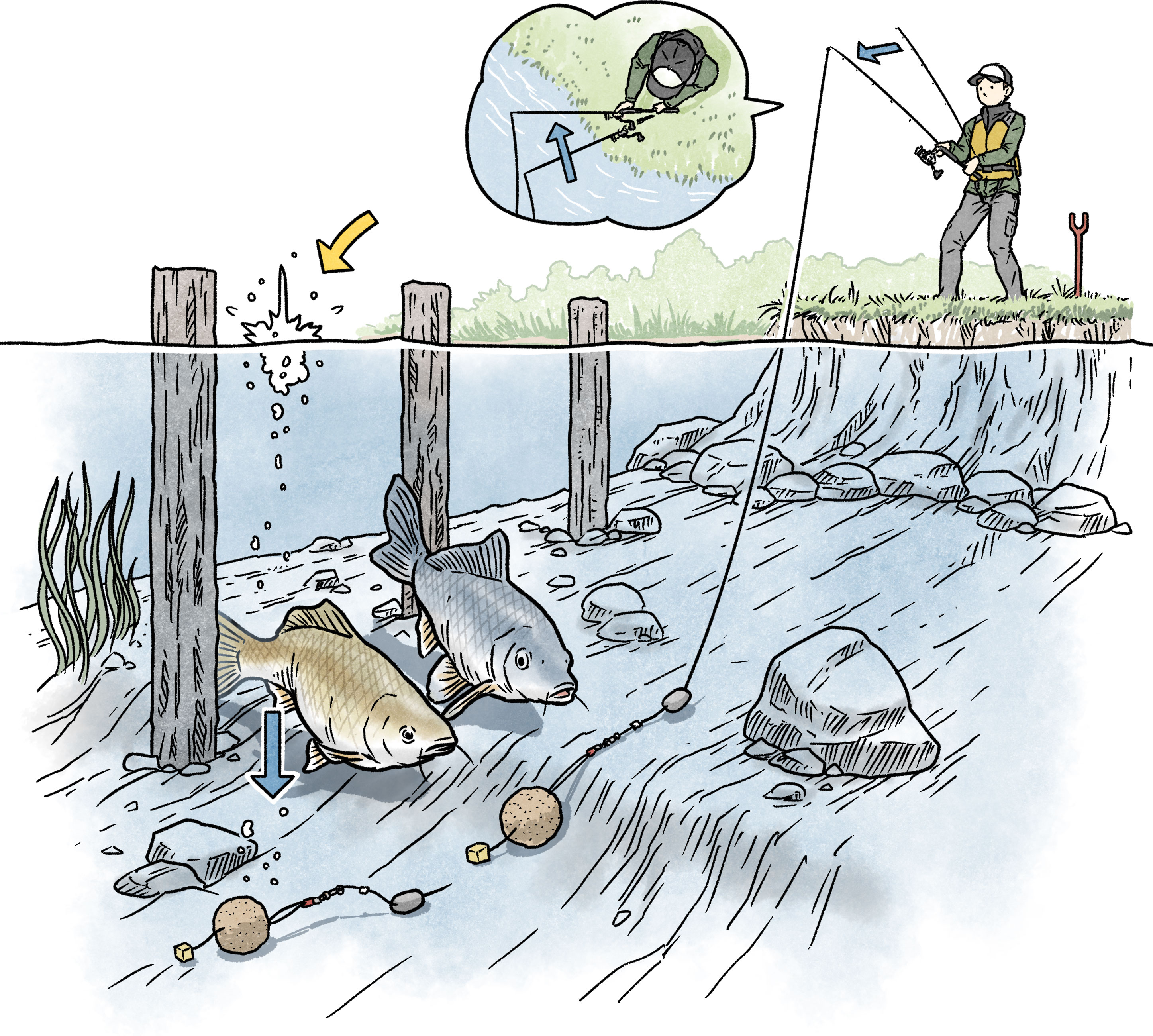 こんな所で釣りはできる！コイを釣る｜DAIWA 初心者のための釣り入門