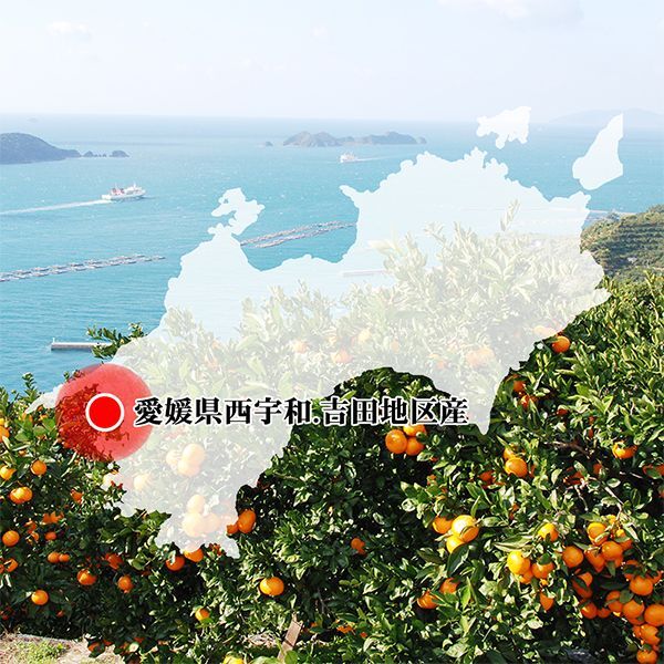 愛媛県産 ポンカン ギフト用5kg - 愛媛県産 ポンカン