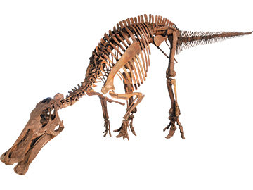 FPDM: 標本データベース - エドモントサウルス・アネクテンス