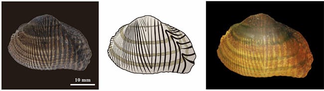 世界最古・日本初となる淡水生二枚貝化石の模様とその特徴｜恐竜博物館