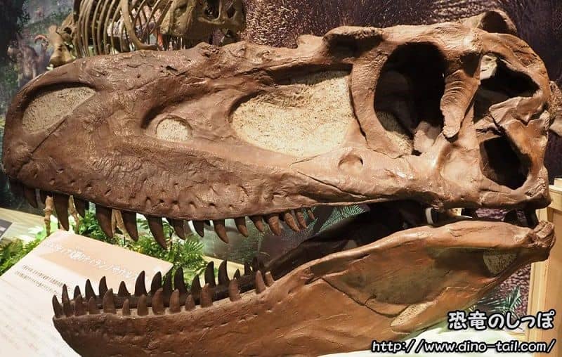 ダスプレトサウルス | 恐竜のしっぽ -図鑑-