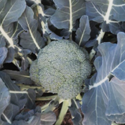 快緑(AB-185)[ブロッコリー] - e-種や｜国内最大級の野菜種・花種・苗