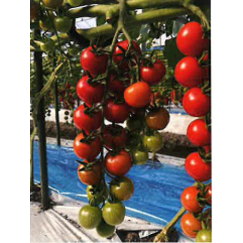 サンチェリーライズTSX-201(TC2201)[ミニトマト] - e-種や｜国内最大級